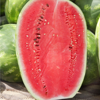 Meloun vodní Lajko F1 - Citrullus lanatus - semena melounu - 5 ks