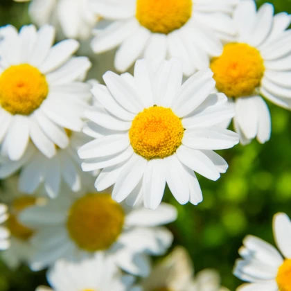 Kopretina balkónová bílá - Chrysanthemum paludosum - semena kopretiny - 250 ks