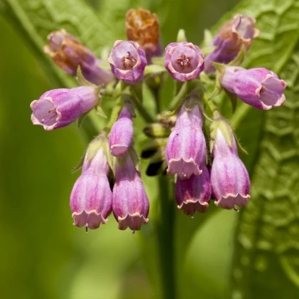 Kostival lékařský - Symphytum officinale - semena kostivalu - 5 ks