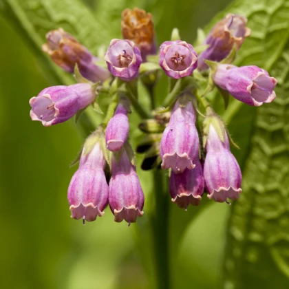 Kostival lékařský - Symphytum officinale - semena kostivalu - 5 ks