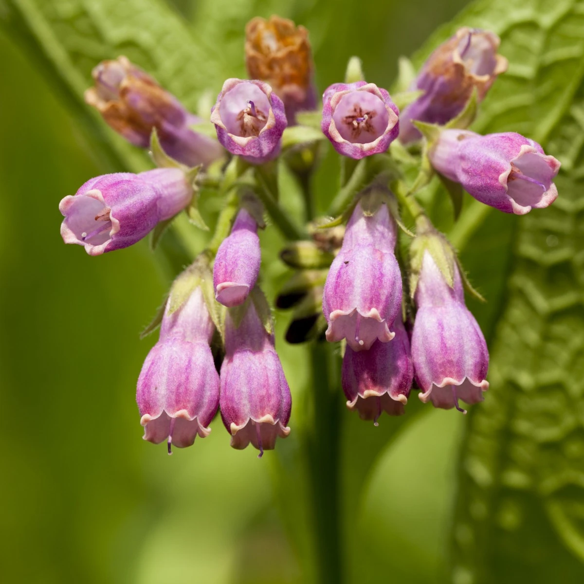Kostival lékařský - Symphytum officinale - semena kostivalu - 5 ks