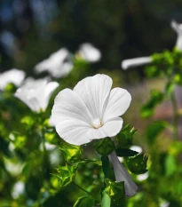 Slézovec tříměsíční Mont Blanc - Lavatara trimestris - semena slézovce - 80 ks