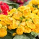 Pantoflíček celolistý - Calceolaria integrifolia - semena pantoflíčku - 5 ks