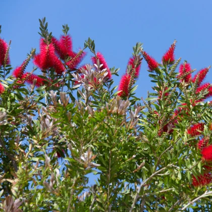 Štětkovec - Callistemon citrinus - semena štětkovce - 10 ks
