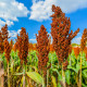 Sorgo zwyczajne - Sorghum bicolor - nasiona sorgo - 100 szt.