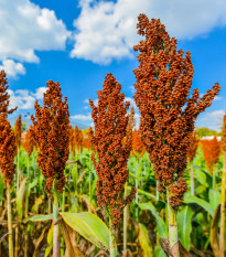 Sorgo zwyczajne - Sorghum bicolor - nasiona sorgo - 100 szt.