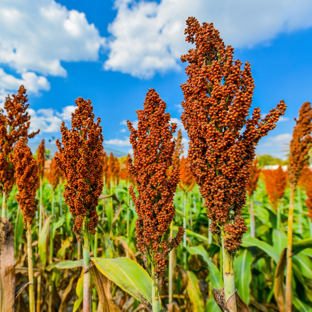 Sorgo zwyczajne - Sorghum bicolor - nasiona sorgo - 100 szt.