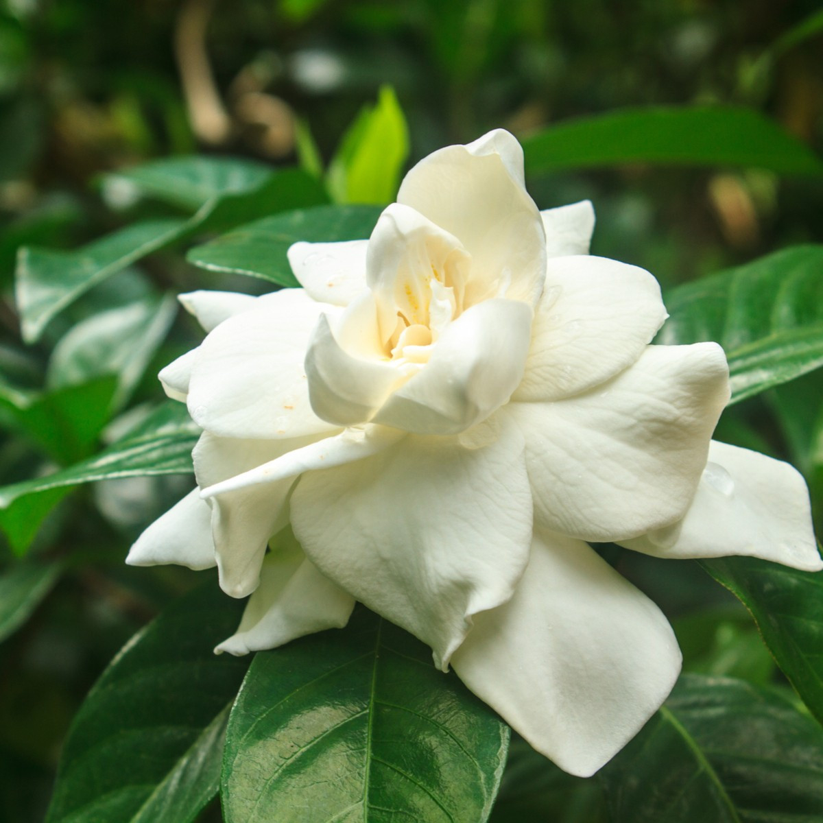Gardénie - Gardenia jasminoides - semena gardénie - 6 ks