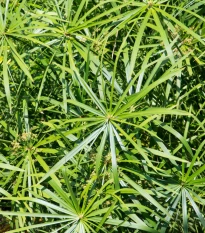 Papyrus střídavolistý - Šáchor - Cyperus alternifolius - semena papyru - 15 ks