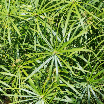 Papyrus střídavolistý - Šáchor - Cyperus alternifolius - semena papyru - 15 ks