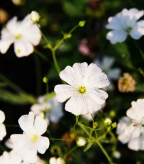 Šáter elegantní bílý - Gypsophila elegans - semena šáteru - 200 ks
