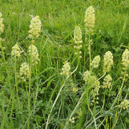 Rezeda žlutá - Reseda lutea - semena rezedy - 50 ks