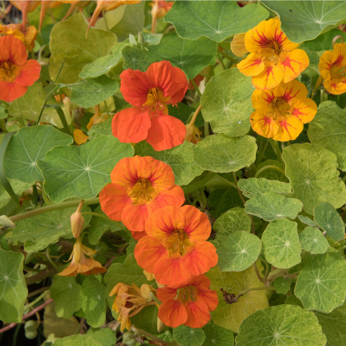 Lichořeřišnice nízká Alaska Mix - Tropaeolum nanum - semena lichořeřišnice - 15 ks