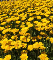 Kopretina nízká zlatožlutá - Chrysanthemum multicaule - semena kopretiny - 0,4 g