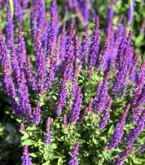 Šalvěj hajní Blue Queen - Salvia nemorosa - semena šalvěje - 20 ks