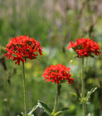Firletka chalcedońska - Lychnis chalcedonica - nasiona firletki - 50 szt.