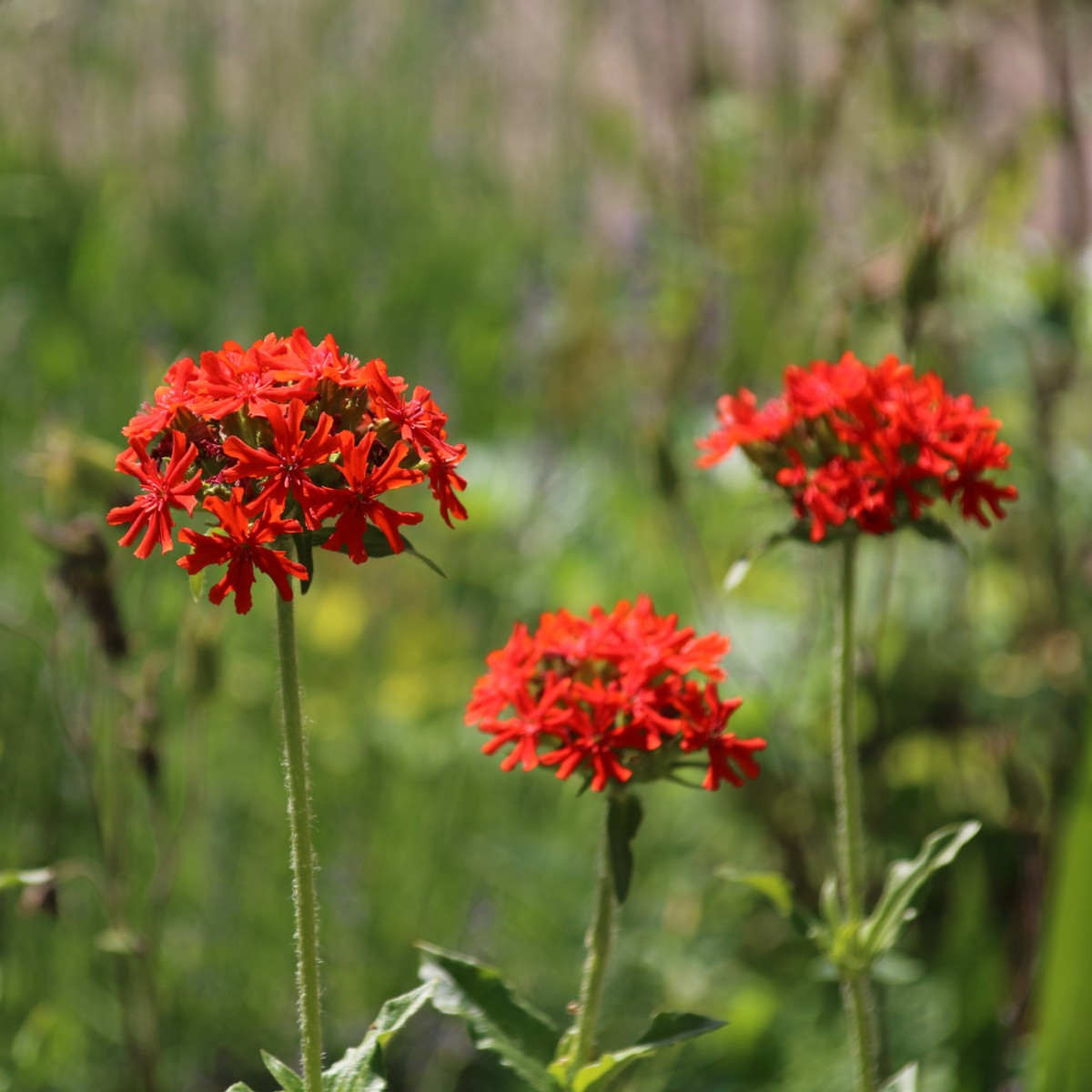 Firletka chalcedońska - Lychnis chalcedonica - nasiona firletki - 50 szt.
