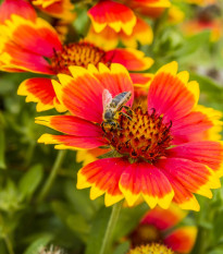 Kokarda wielkokwiatowa mieszanka - Gaillardia aristata - nasiona kokardy - 120 szt.