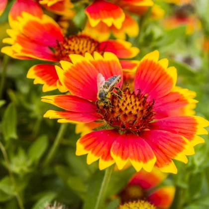 Kokarda wielkokwiatowa mieszanka - Gaillardia aristata - nasiona kokardy - 120 szt.