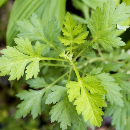 Pelyněk roční - Artemisia annua - semena pelyňku - 0,02 g