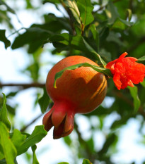 Granátové jablko - Punica granatum - semena granátového jablka - 5 ks