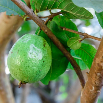 Guave - Psidium guajava - semena guave - 4 ks