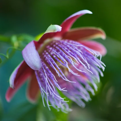 Mučenka maliformis - Passiflora maliformis - semena mučenky - 4 ks