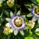 Mučenka modrá - Passiflora caerulea - semena mučenky - 5 ks