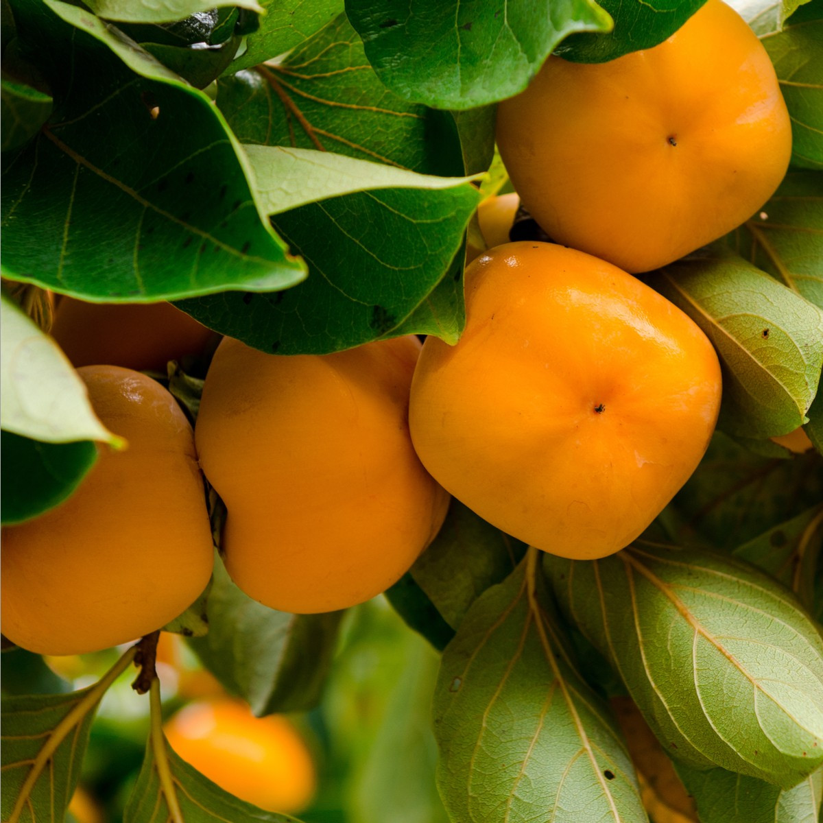 Tomel japonský - Diospyros kaki - semena tomelu - 4 ks