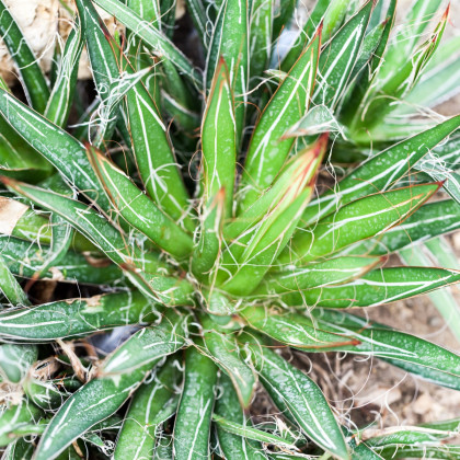 Agáve mexické - Agave filifera - semena agáve - 7 ks