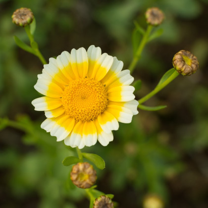 Chryzantéma jedlá - Chrysanthemum coronarium - semena chryzantémy - 400 ks