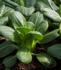 Pak Choi Hanakan F1 - Brassica rapa var rosularis - semena pak choi - 70 ks