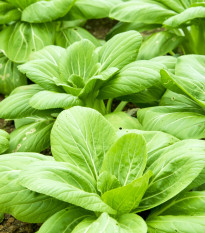 Choy Sum Fuubi - Brassica parachinensis - semena choy sum - 100 ks