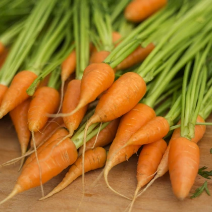 Mrkev Chamare - Daucus carota - semena mrkve - 800 ks