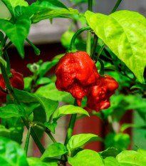 Chilli Carolina Reaper - Capsicum chinense - semena chilli - 5 ks