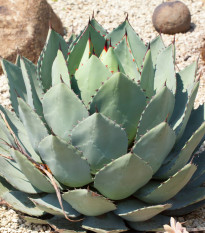 Agáve parryi - Agave Parryi - semena agáve - 9 ks