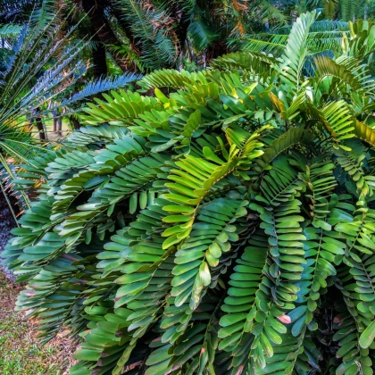 Keják otrubnatý - Cykas - Zamia furfuracea - semena cykasu - 2 ks