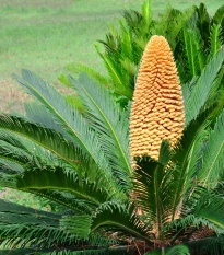 Cykas japonský - Cykas revoluta - semena cykasu - 2 ks