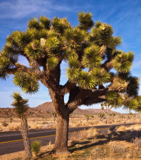 Juka krótkolistna - Joshua Tree - Yucca brevifolia - nasiona jukki - 20 szt.
