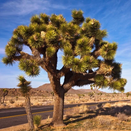 Juka krótkolistna - Joshua Tree - Yucca brevifolia - nasiona jukki - 20 szt.