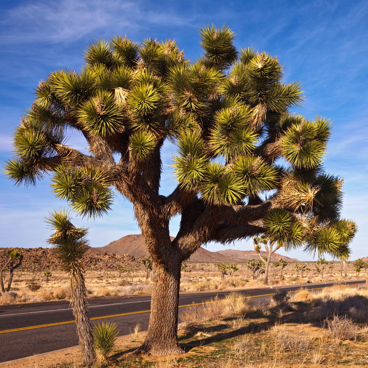 Juka krótkolistna - Joshua Tree - Yucca brevifolia - nasiona jukki - 20 szt.