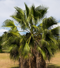 Palma włóknista Washingtonia - Washingtonia filifiera - nasiona palmy - 15 szt.