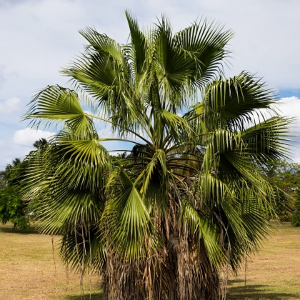 Palma włóknista Washingtonia - Washingtonia filifiera - nasiona palmy - 15 szt.