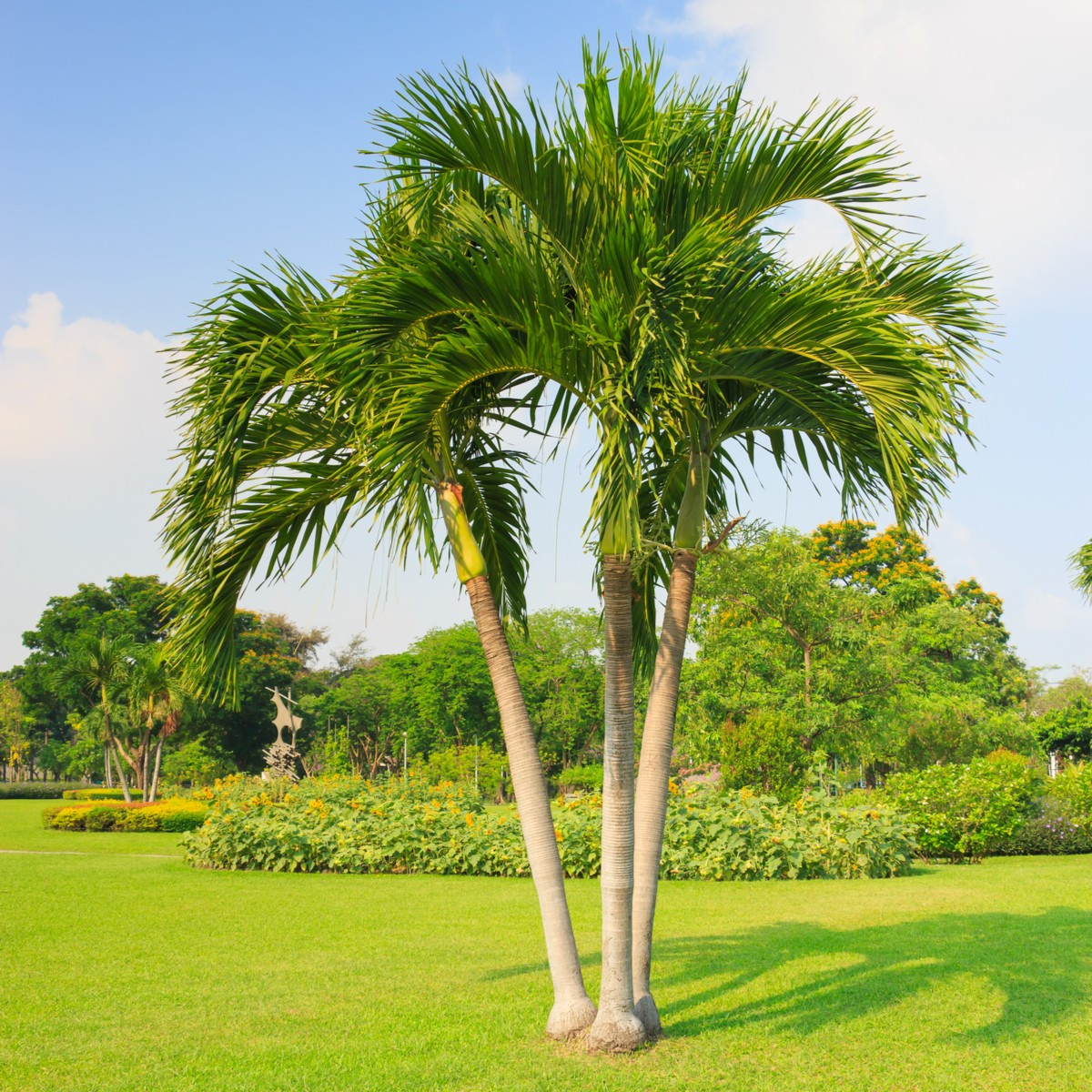 Palma zkroucená - Dypsis prestoniana - semena palmy - 3 ks