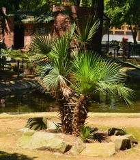 Palma trpasličí - Sabal minor - semena palmy - 3 ks