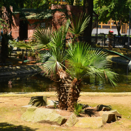 Palma trpasličí - Sabal minor - semena palmy - 3 ks