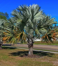 Palma Braheova - Brahea armata - semena palmy - 2 ks