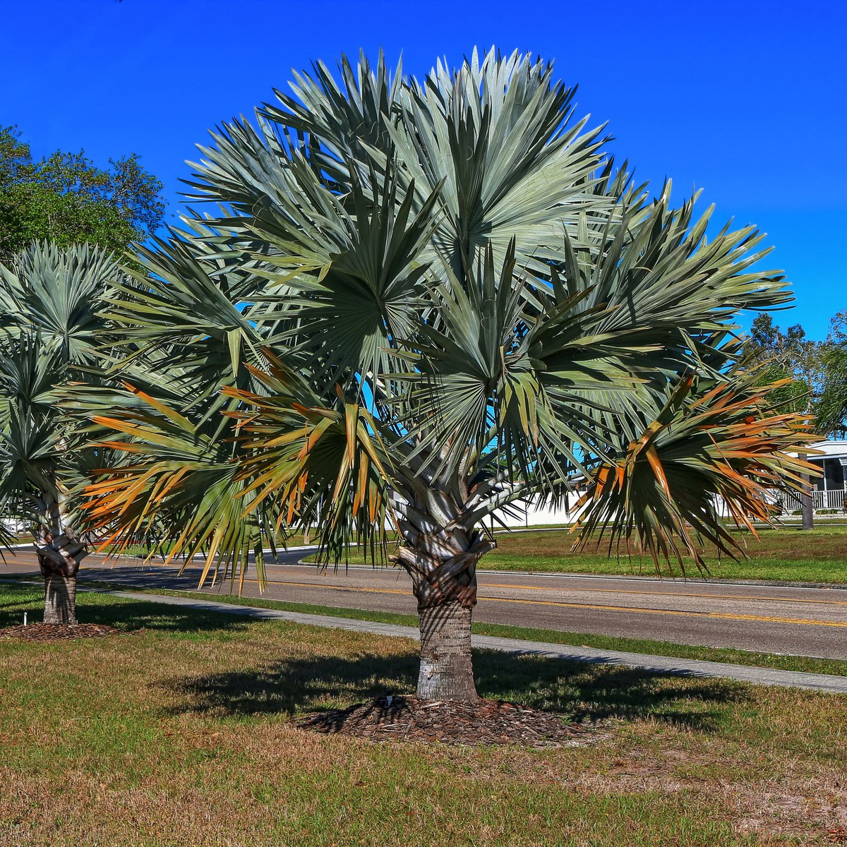 Palma Braheova - Brahea armata - semena palmy - 2 ks