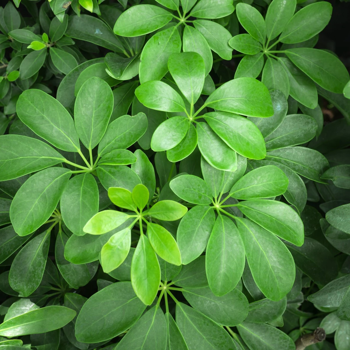 Šeflera paprskovitá - Schefflera arboricola - semena šeflery - 6 ks