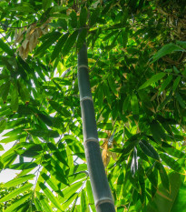 Bambus železný - Dendrocalamus strictus - semena bambusu - 2 ks